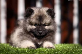 Потрясающе красивые щенки редкой породы собак Кеесхонд