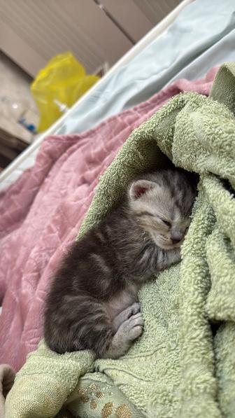 Котенок