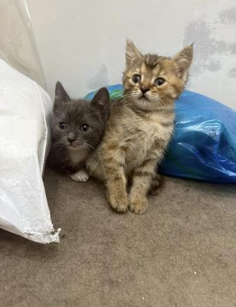 Отдам котят