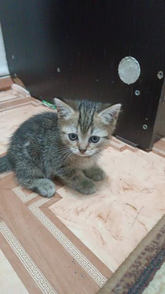 Отдам котят две девочки мама британка.