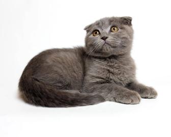 Шотландский котенок мальчик