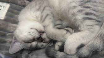 Продам кошку шотландская scottish страйт, окрас шиншилла