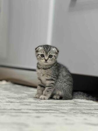 Продам шотландского котенка