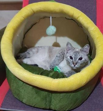 Отдам в добрые руки кошек Бесплатно