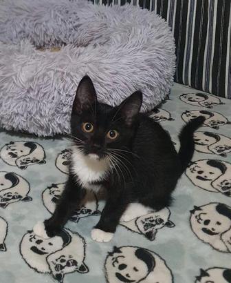 Отдам в добрые руки кошек Бесплатно