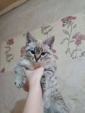 Отдам в добрые руки кошек Бесплатно