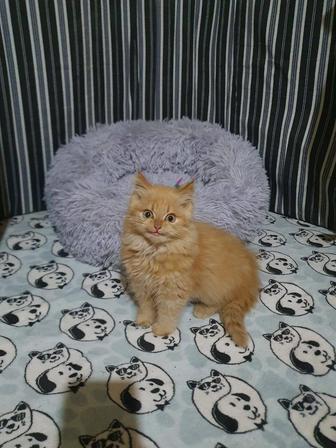 Отдам в добрые руки кошек Бесплатно