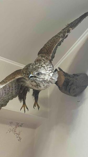 Чучело ястреба