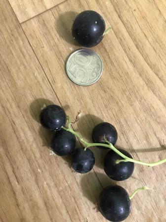 Продам ягоду черной смородины,крыжовника,вишни,малины.