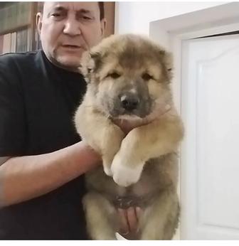 Щенок 2мес.Тобет