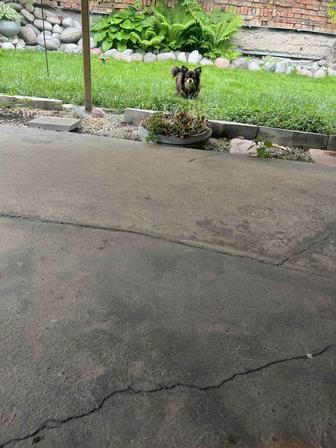 Гостиница для собак передержка