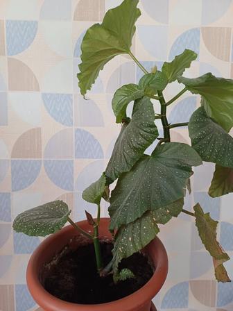 Комнатный цветок Бегония