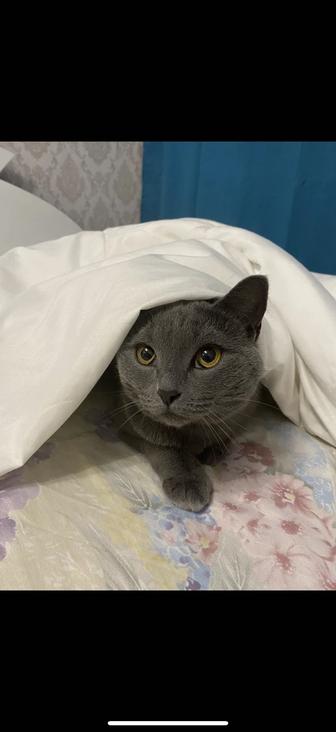Отдадим кошку в добрые руки