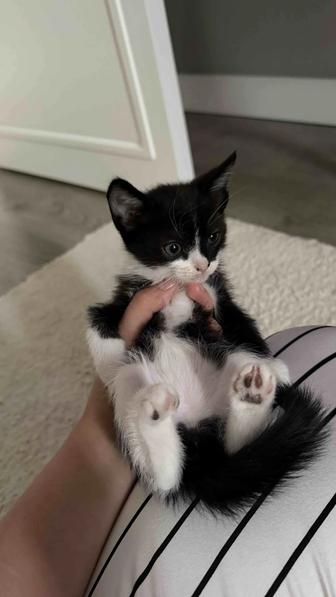 Отдам котят в добрые руки