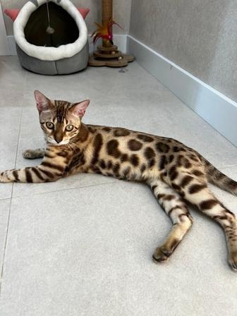 Продам бенгальскую кошку