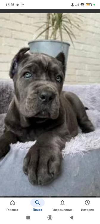 Продам щенка кане корсо