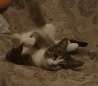 Отдам котенка в хорошие руки