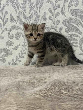 Продаю котят