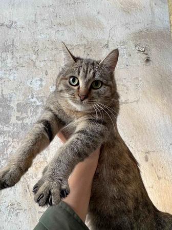 Ищу семью котенку