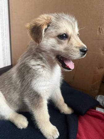 В добрую семью щенок