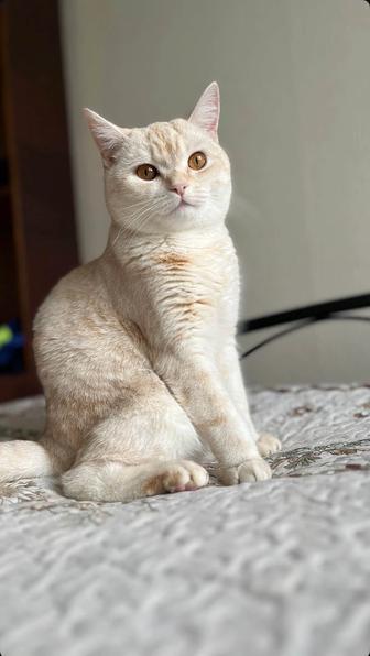 Отдам шотландского кота