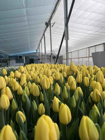 Тюльпаны голландские