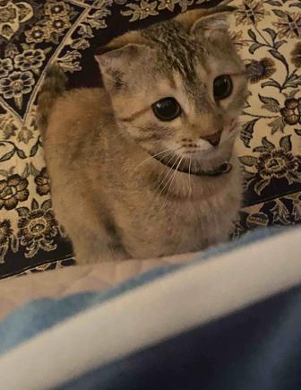 продается кошка породистая