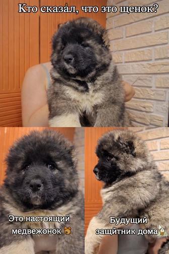 Щенки кавказской овчарки