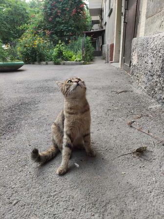 Кошка ищет дом