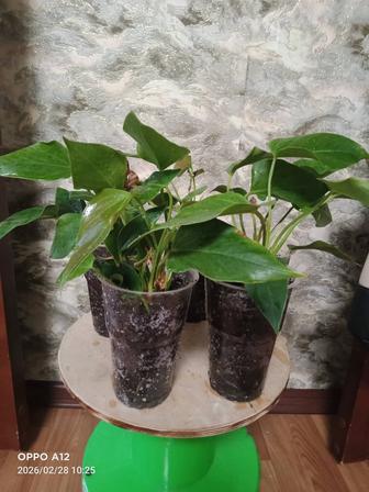 Комнатные растения