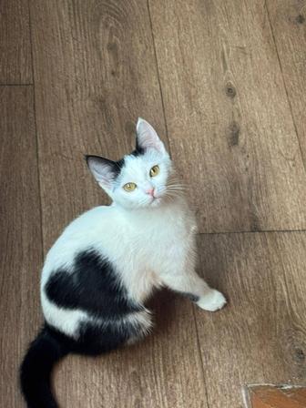 Отдам котенка с рисунком сердечка в добрые руки. Девочка 4 месяца.