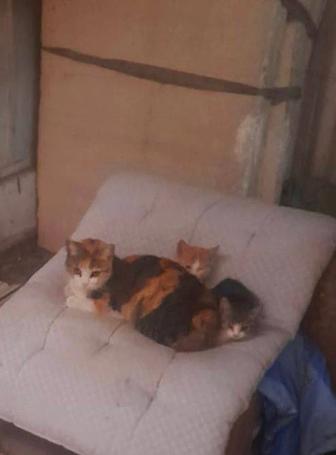 Отдам котят в добрые руки.