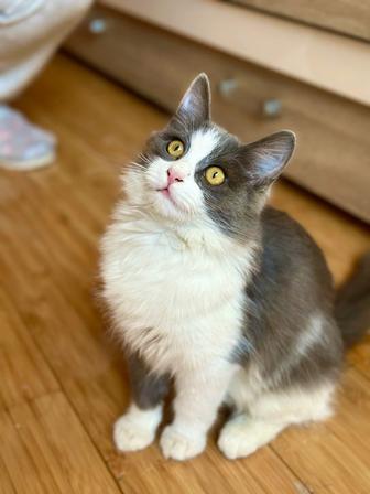 Кошечка в добрые руки