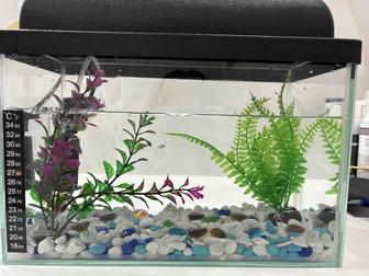 Продаю аквариум с рыбками