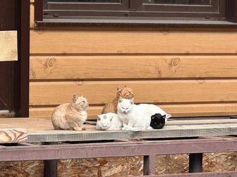 Котята в добрые руки