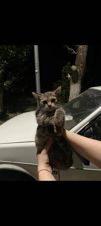 Котенок любящим хозяевам