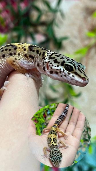 Гекконы эублефары