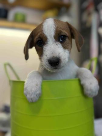 Джек Рассел щенок девочка