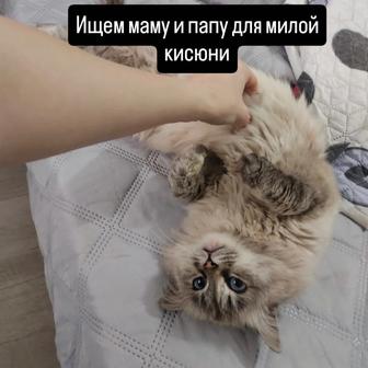 Кошка в добрые руки
