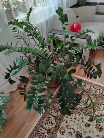 Цветок Замиокулькас