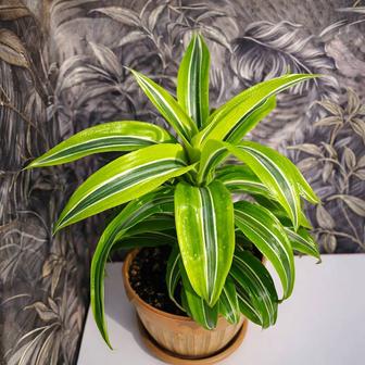 Продам Драцену (Lemon Lime)