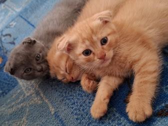 Продам вислоухих котят