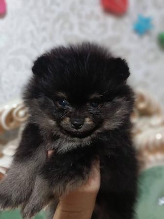 Шпицы щенки