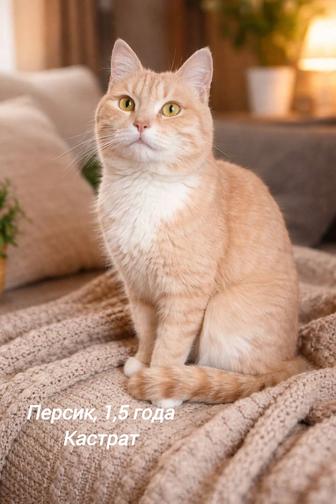 Кот Персик