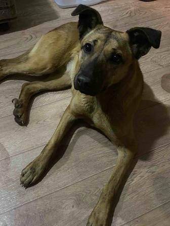 Отдам собачку в добрые руки