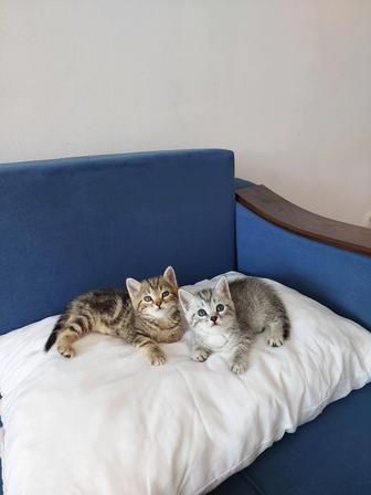 Шотландцы котята 1 мальчик 1 девочка