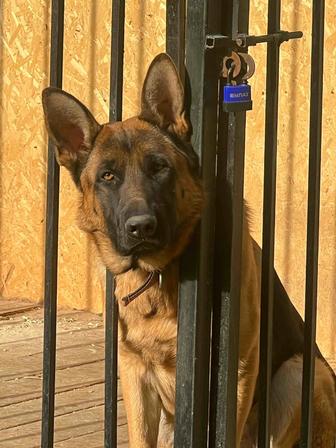 Вязка немецкая овчарка (кобель 3,5 года)