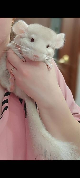 Продаются шиншиллы
