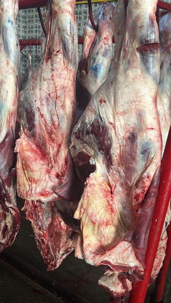 Продажа свежего мяса Говядина Конина Баранина