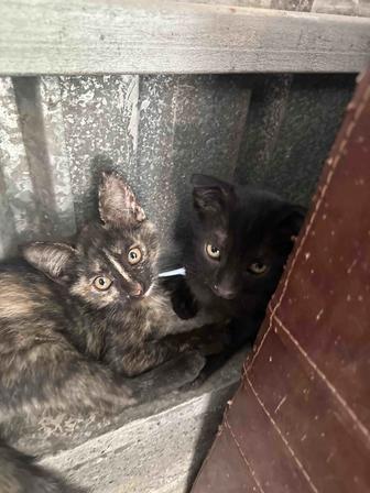 Отдам котят в хорошие руки